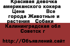 Красивая девочка американского кокера › Цена ­ 35 000 - Все города Животные и растения » Собаки   . Калининградская обл.,Советск г.